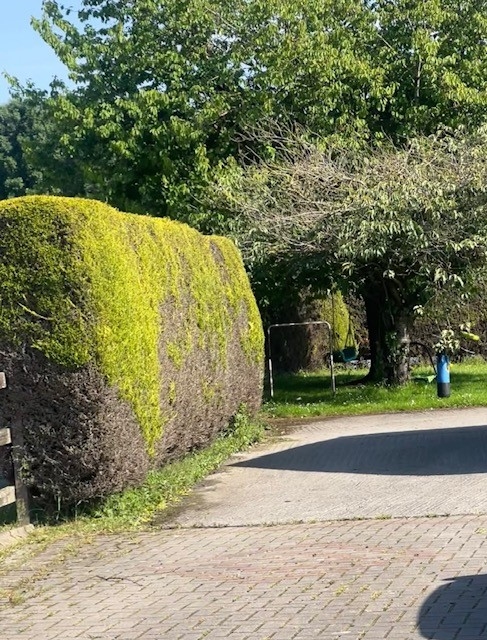Shaped garden hedge beside a driveway