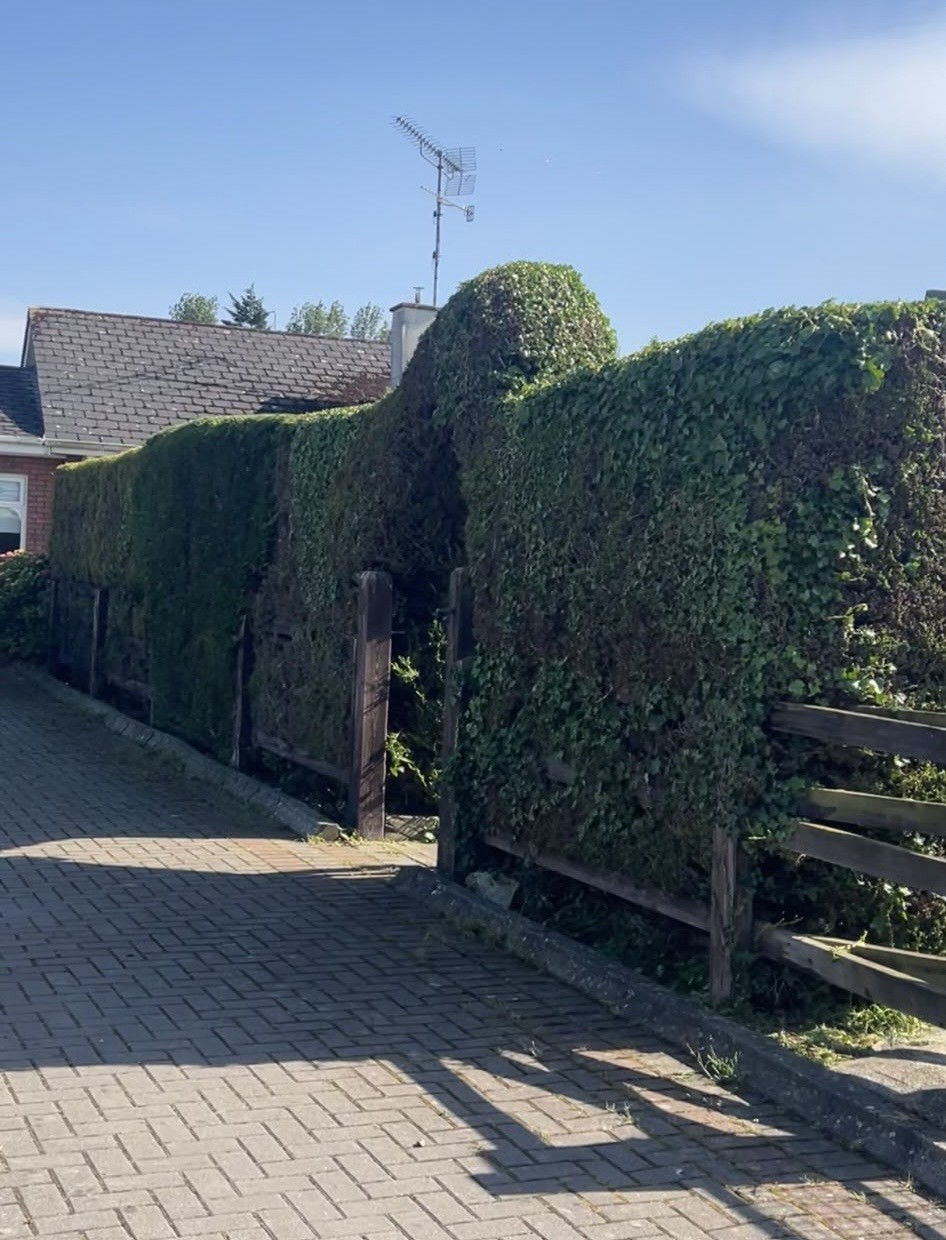 Maintained hedging and entrance beside timber fencing