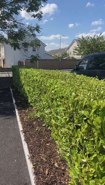 Freshly trimmed green front garden hedge