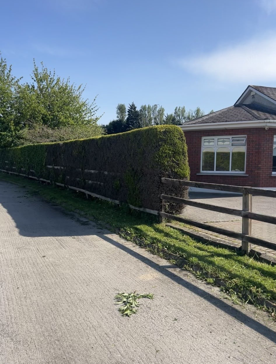 Tall trimmed hedge along a residential property boundary